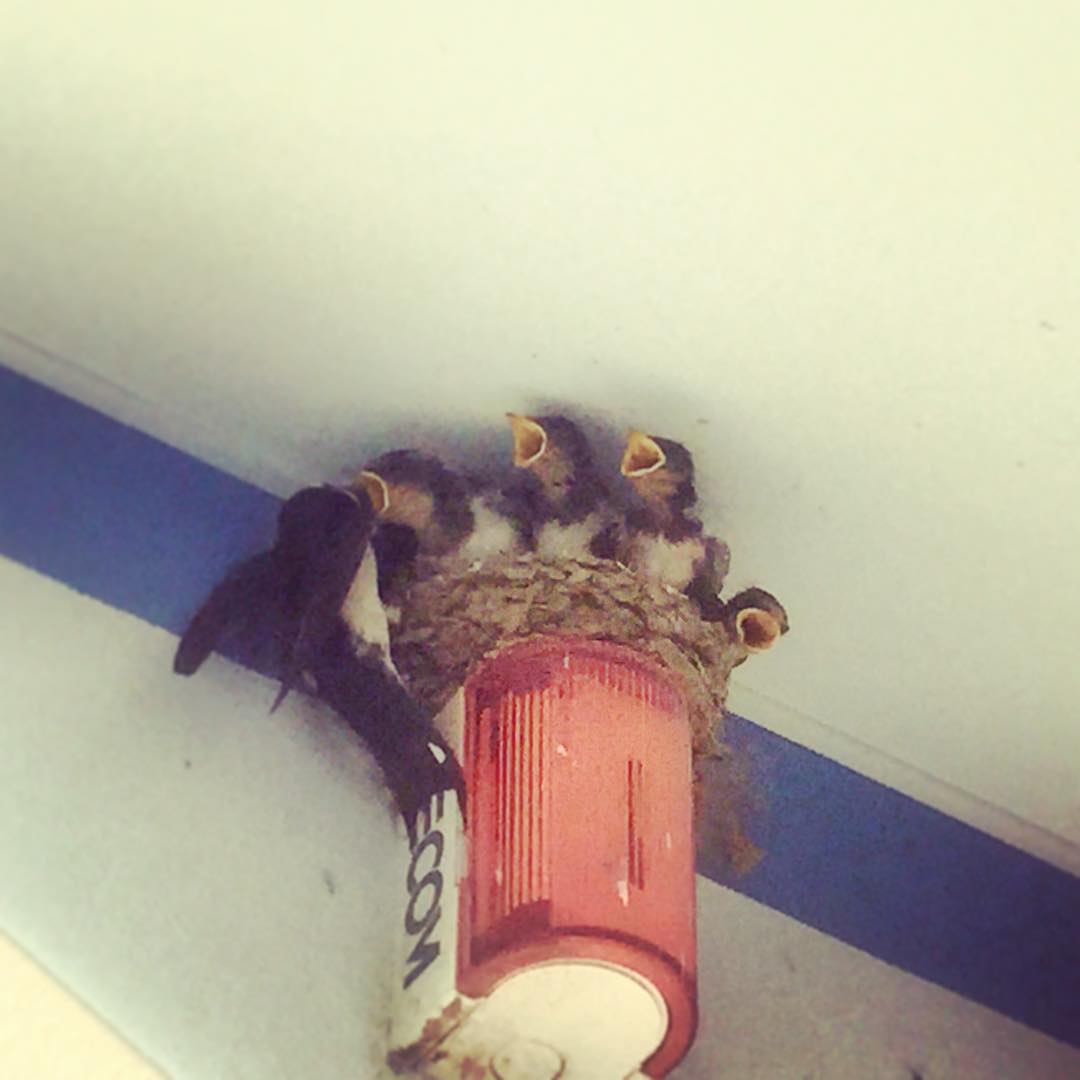 SECOMしてますか?育ってますね。