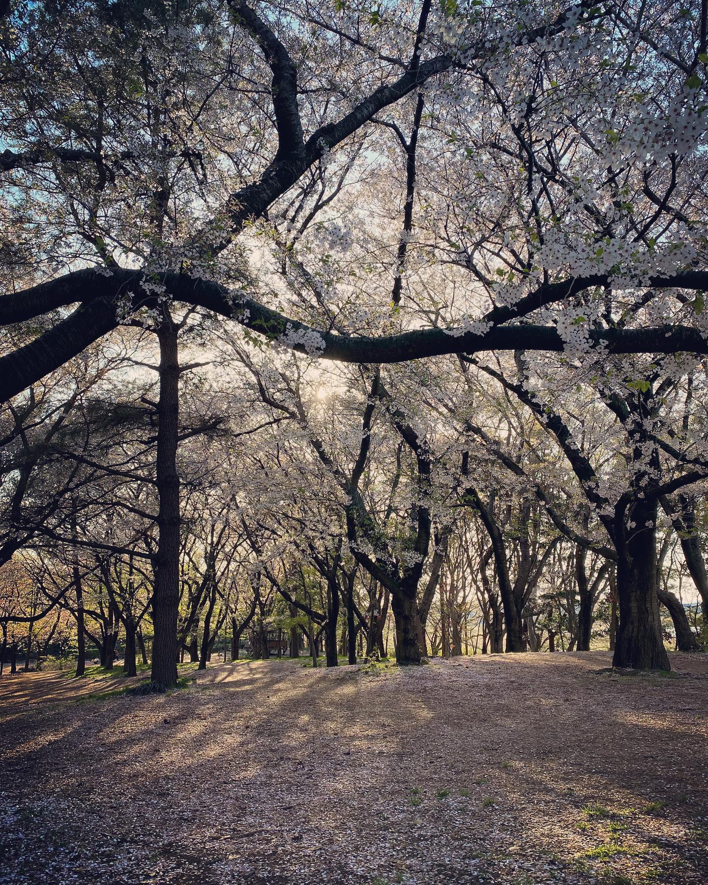 遅ればせながら、桜。先週は町内会費の集金でした 2